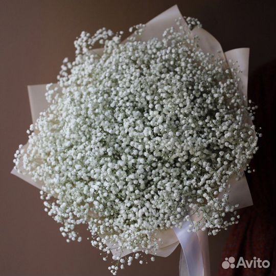 Гипсофила белая