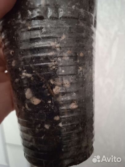 Эпипремнум Годзилла