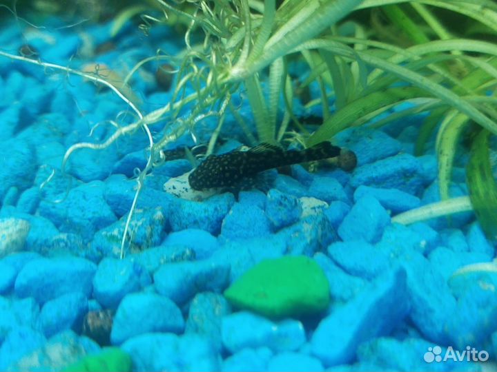 Сомики анциструсы