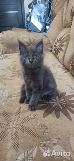 Котята мейн-кун