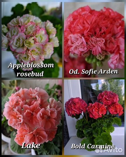 Сортовая пеларгония почтой