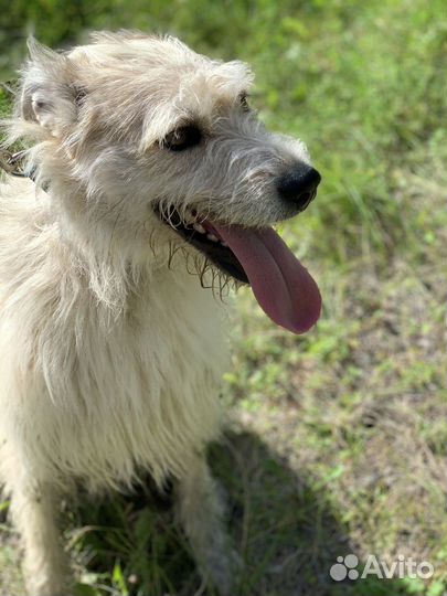 Собака с самыми красивыми глазами ищет дом