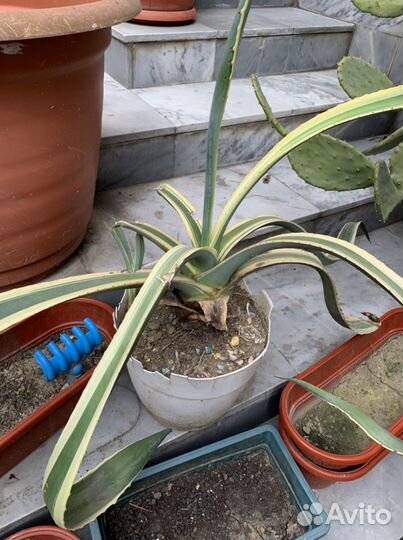 Хлорофитум