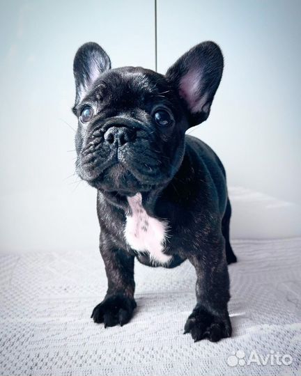 Французский бульдог