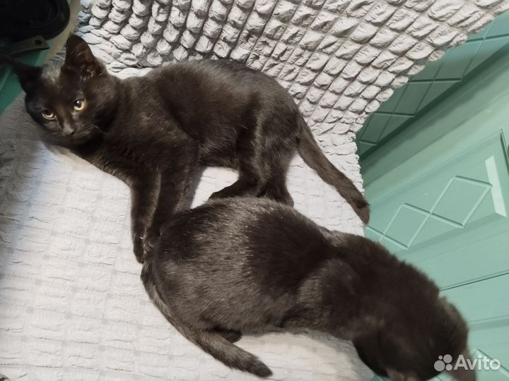 Кошка в дар бесплатно