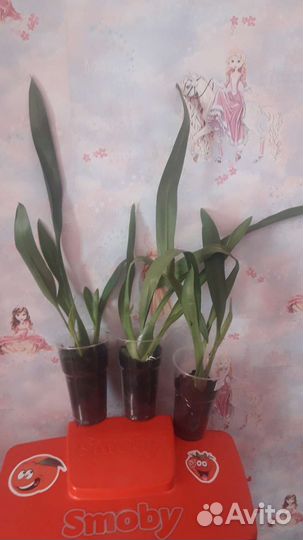 Деленка. Ароматная Камбрия