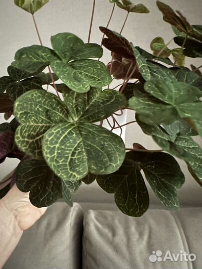 Оксалис мартианский в горшке