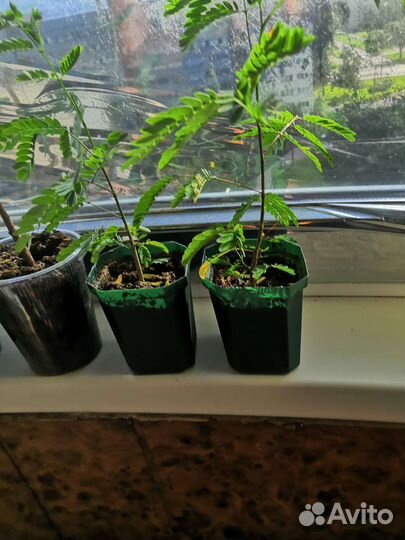 Акация ленкоранская