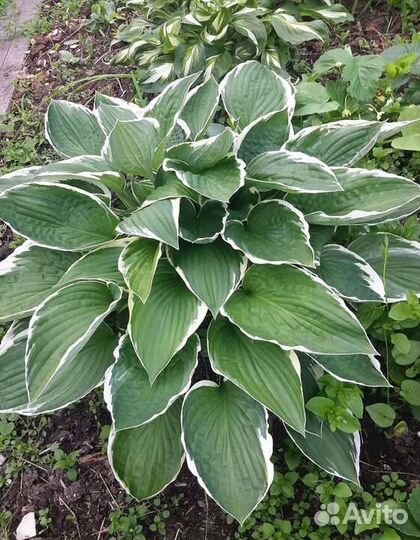 Хоста декоративный многолетник