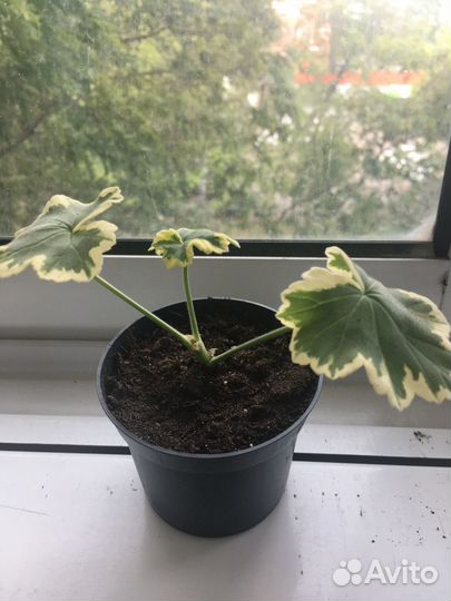 Герань, бегония