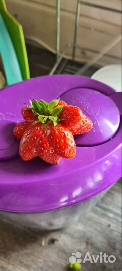 Рассада клубники земляники садовой ремонтантная