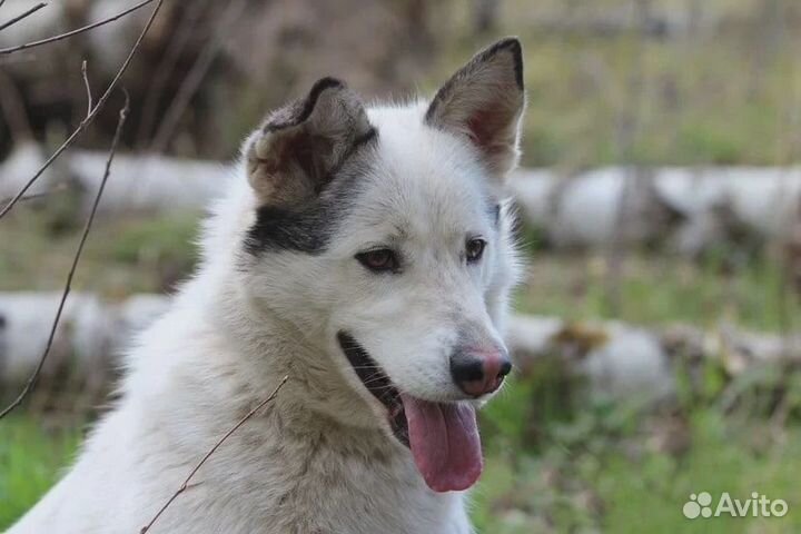 Айда ищет дом