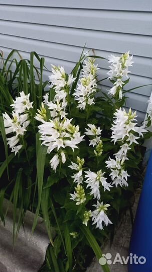 Цветы Колокольчики