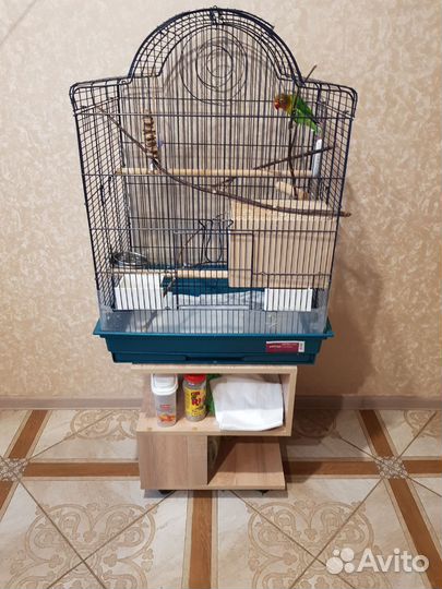 Неразлучники Фишер пара