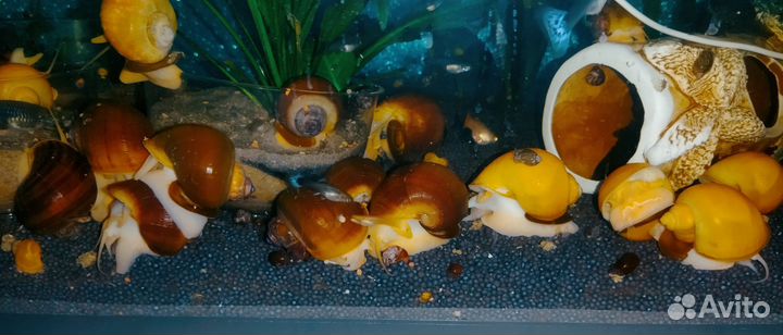 Рыбки гуппи