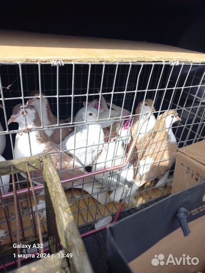 Продажа голубей