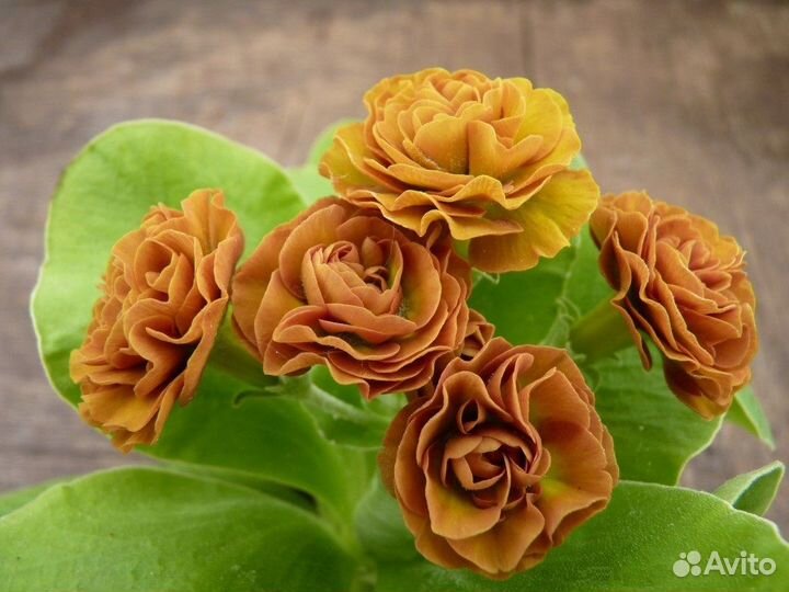 Примулы махровые, лох серебристый, махровый ландыш