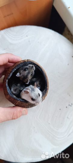Джунгарский хомяк