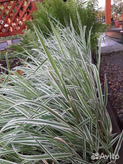 Злак канареечник