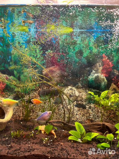 Рыбки тернеции