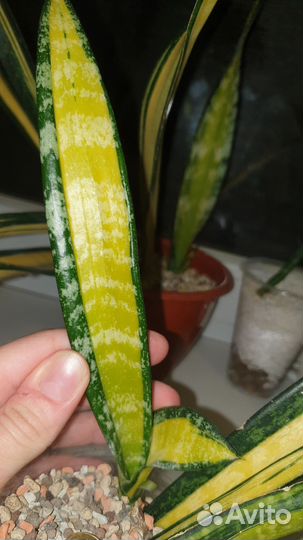 Сансевиерия Форескейт