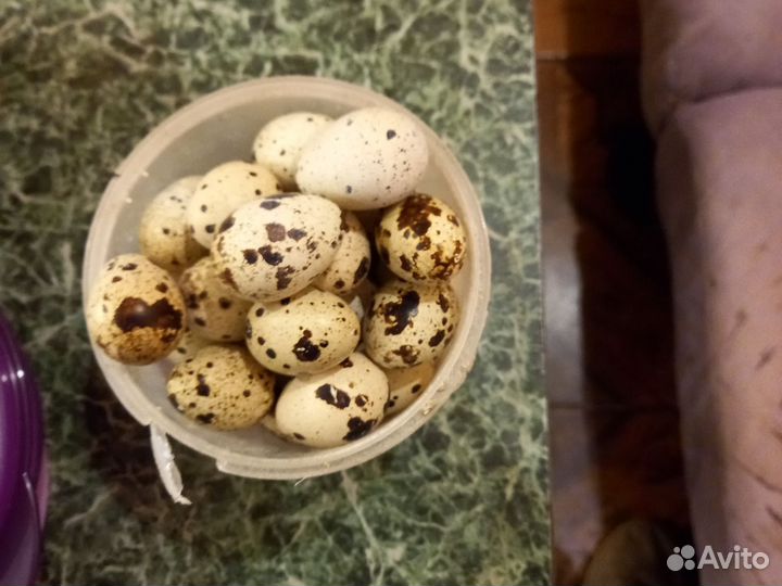 Яйца перепелиные