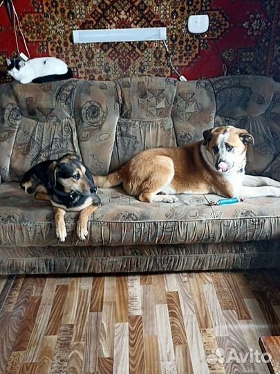 Метис алабая ищет семью