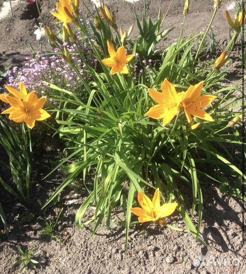 Цветущие многолетники