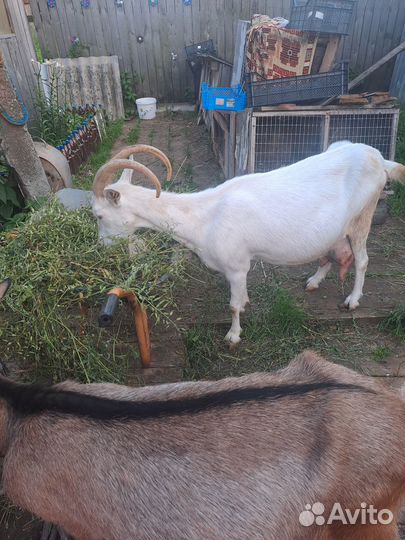 Коза и козёл