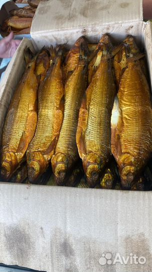 Рыба горячего копчения