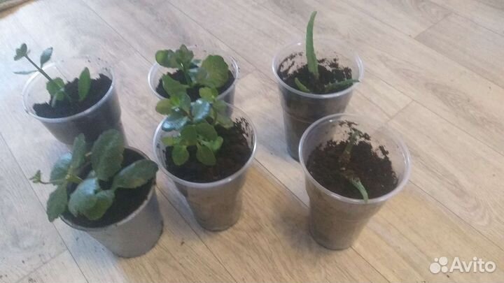 Комнатные цветы