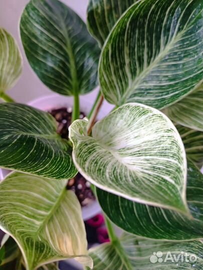 Филодендрон Биркин