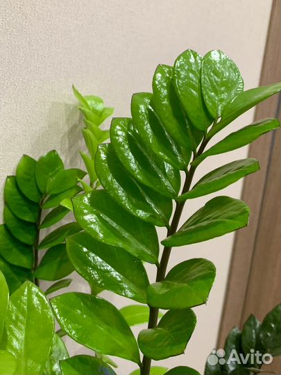 Замиокулькас черный 