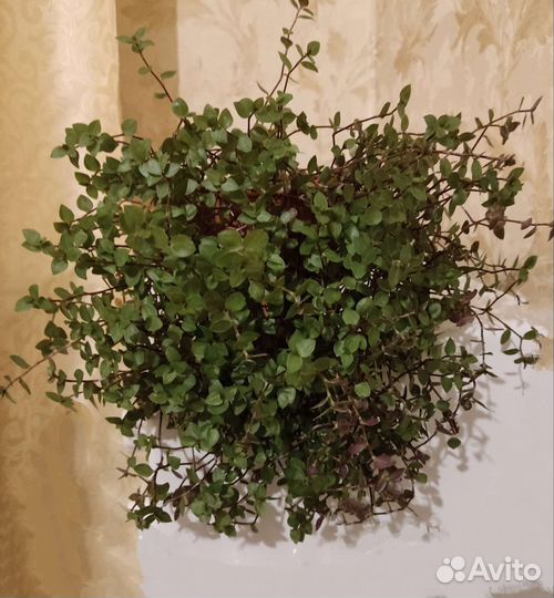 Циссус. Плющ. Каллизия. Плектрантус. Хлорофитум