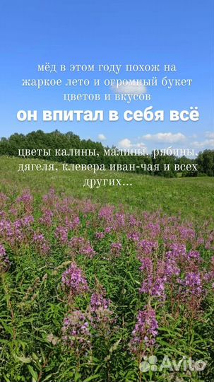Мёд Алтайский