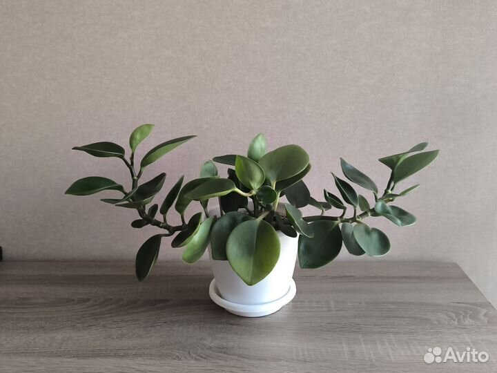 Пеперомия туполистная