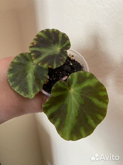 Антуриум Лилли Ред и разные комнатные