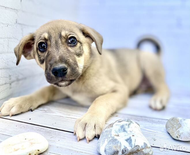 Щенки в хорошие руки