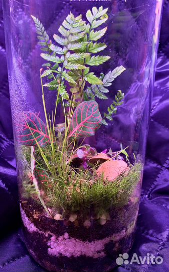Домашние цветы, Флорариум мохариум