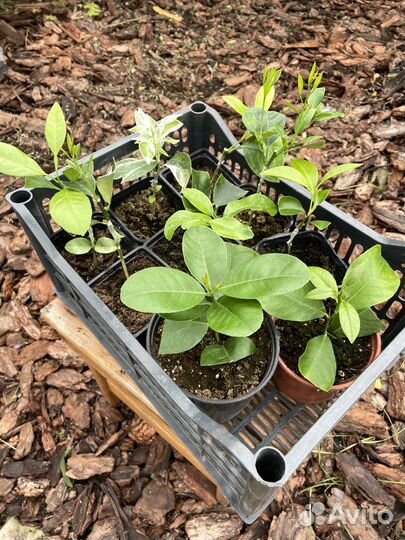 Лимоны апельсины цитрусовые