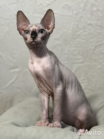 Канадский сфинкс