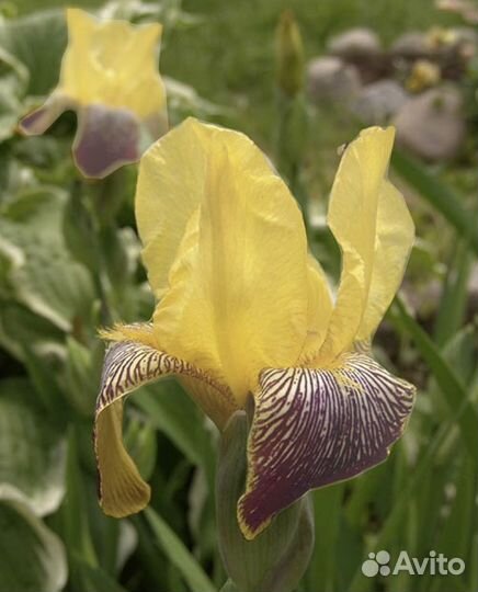 Лаванда, ирис, бадан, астильба, хосты, сирень