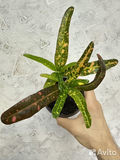 Кодиеум кротон, пёстролистный