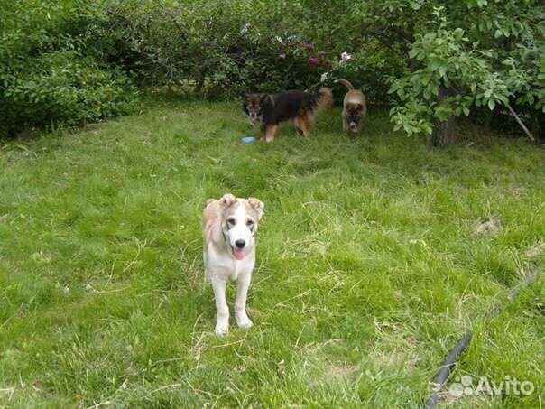 Передержка для животных