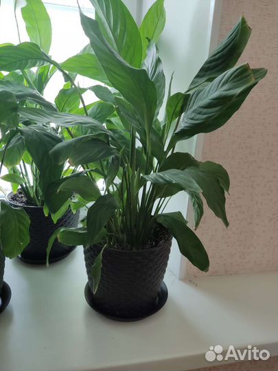 Спатифиллум