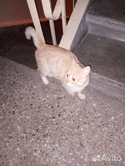 Кот сидит в подъезде, ищет хозяев