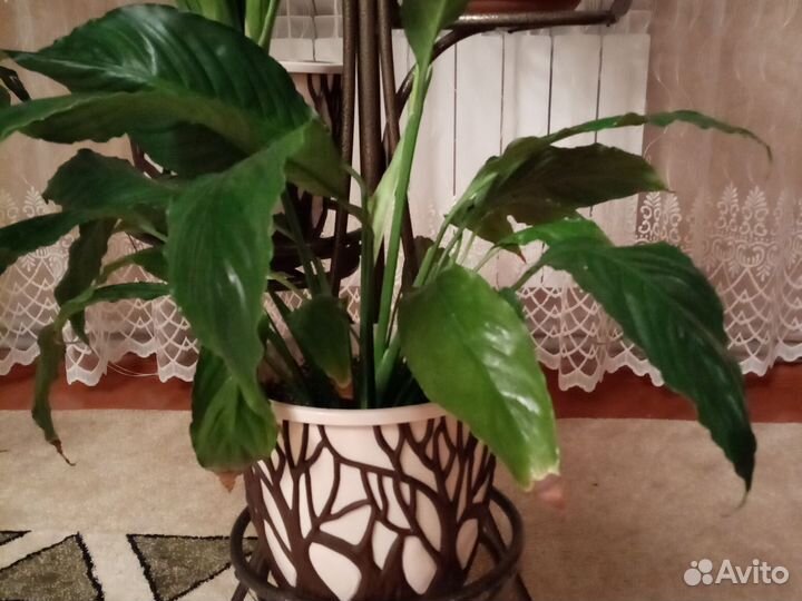 Спатифилиум саженцы