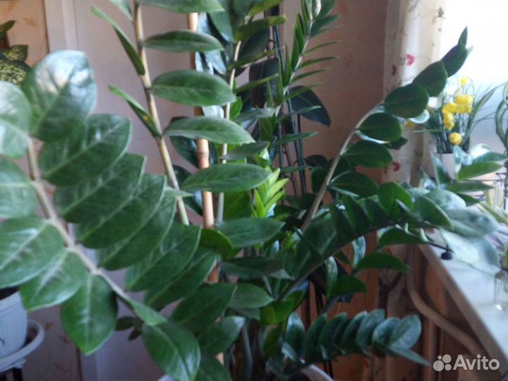 Комнатные цветы декоративные
