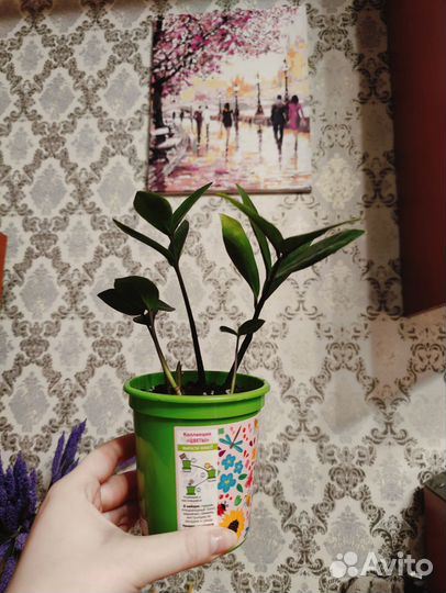 Замиокулькас