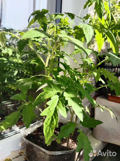 Рассада помидор